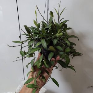 Hoya rosital (H.wayctiix tsangii) (large)