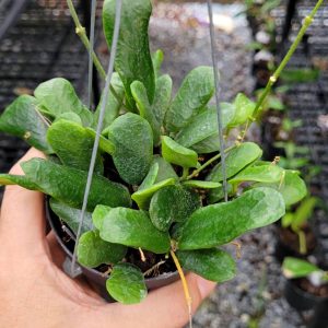 Hoya rotundifolia Square leaf ( rooted cutting )