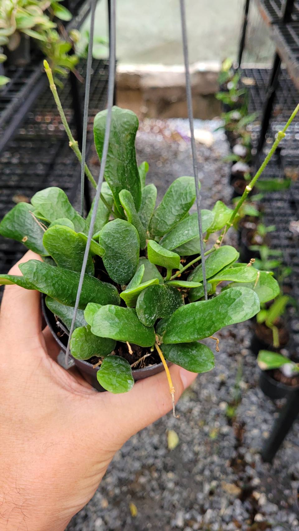 Hoya rotundifolia Square leaf ( rooted cutting )