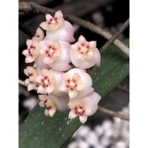 Hoya scortechinii white ( rooted cutting )