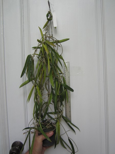 Hoya shepherdii (large)