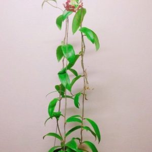 Hoya siariae (rooted cutting)