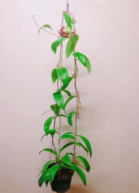 Hoya siariae (rooted cutting)