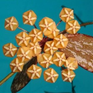 Hoya sigillatis ( rooted cutting )