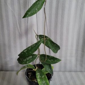 Hoya SP phuwua (large)