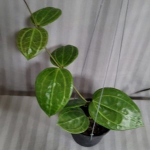 Hoya SP pps 869(large)