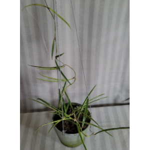 Hoya SP. aff. acicularis (large)