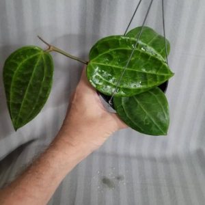 Hoya SP. UT026 sulawesi (large)