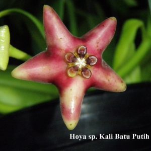 Hoya sp. Kali Batu Putih ( rooted cutting )