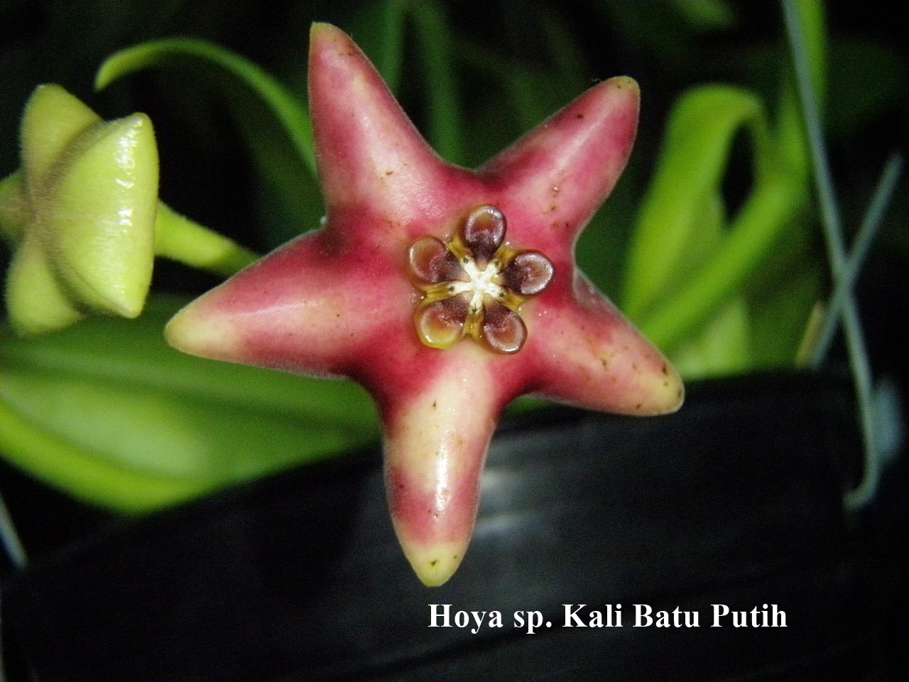 Hoya sp. Kali Batu Putih ( rooted cutting )
