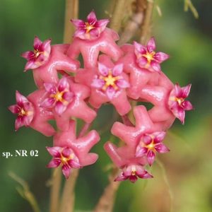 Hoya sp. NR 02 ( rooted cutting )