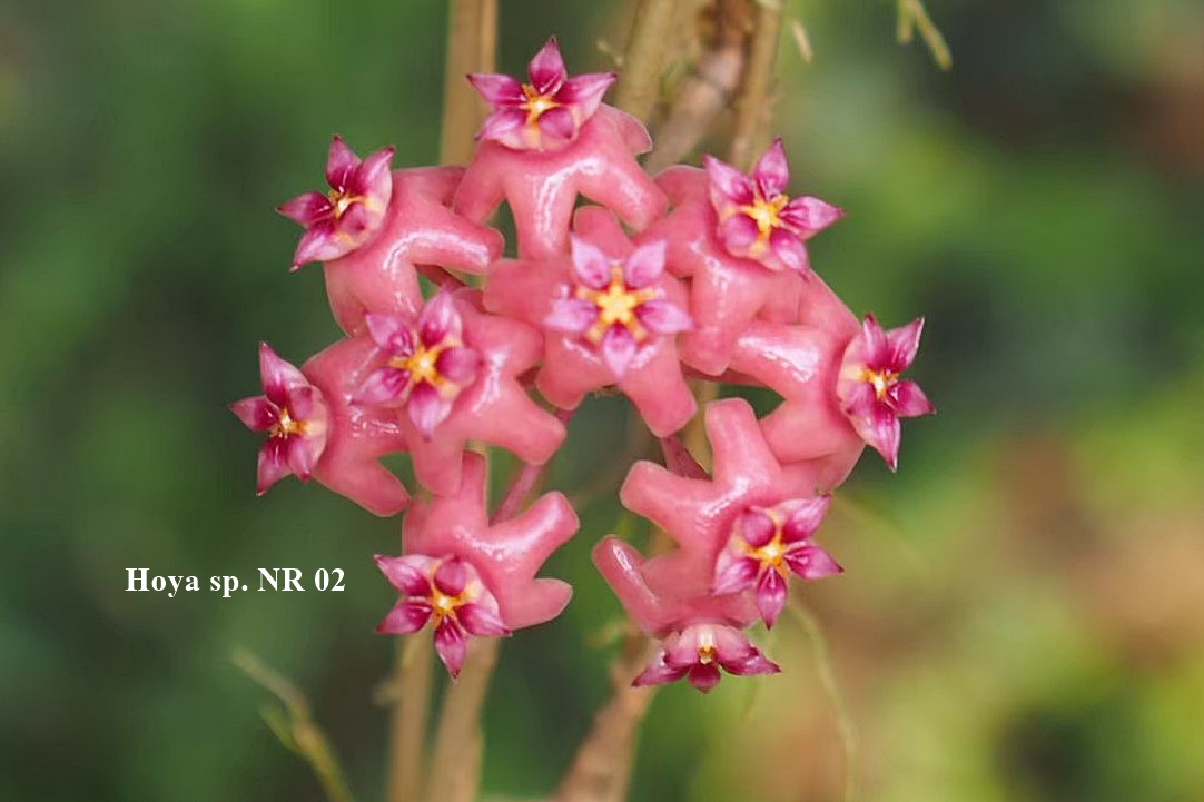 Hoya sp. NR 02 ( rooted cutting )