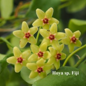 Hoya sp. fidji (rooted cutting)