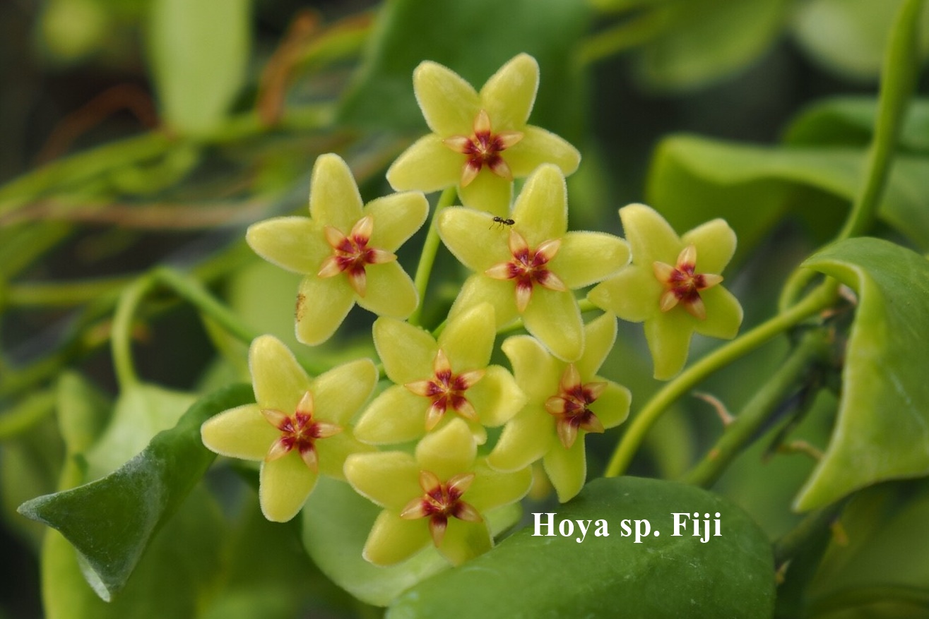 Hoya sp. fidji (rooted cutting)
