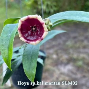 Hoya sp. Kalimantan ( rooted cutting )