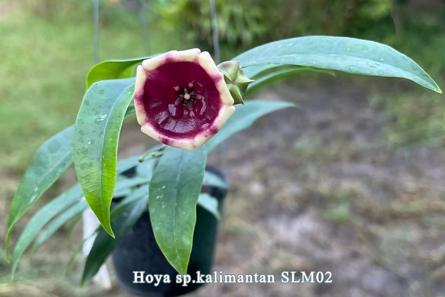 Hoya sp. Kalimantan ( rooted cutting )