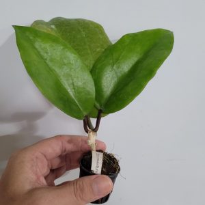 Hoya surigaoensis sp. EG  ( rooted cutting )
