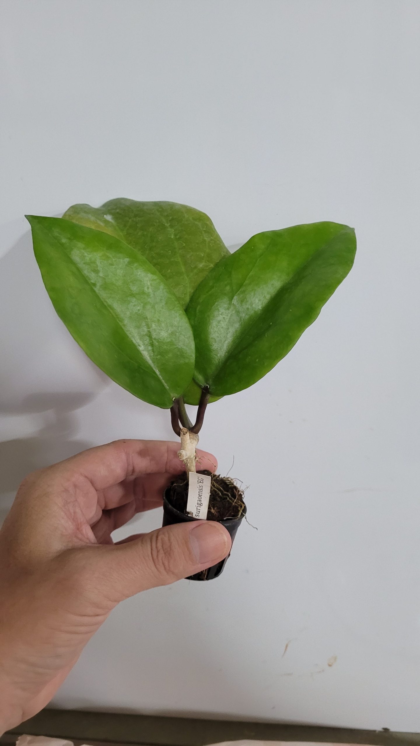 Hoya surigaoensis sp. EG ( rooted cutting )