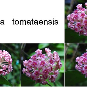 Hoya tomataensis (large)