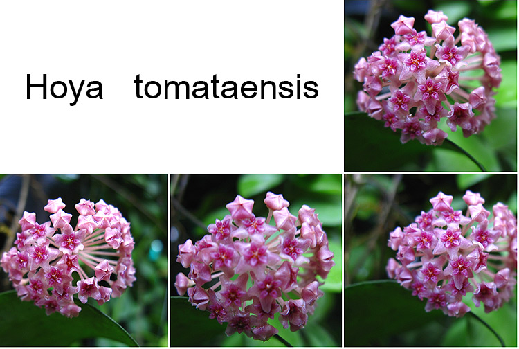Hoya tomataensis (large)