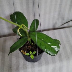 Hoya villosa (large)