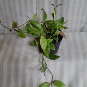Hoya walliniana UT 152 (large)