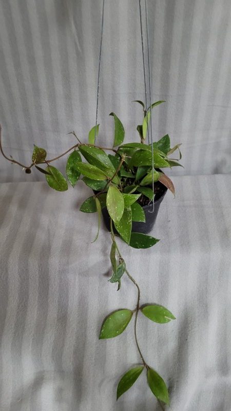 Hoya walliniana UT 152 (large)