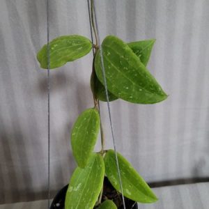 Hoya wightbergiae (large)