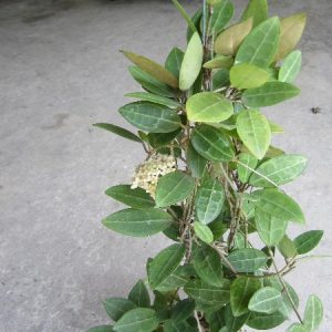 Hoya elliptica (large)