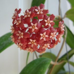 Hoya illagiorum(large)