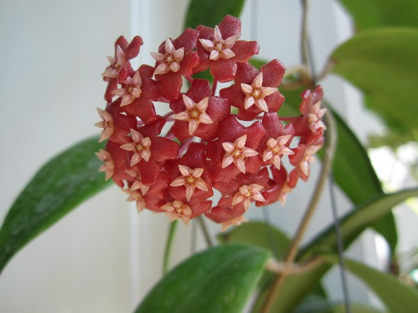 Hoya illagiorum(large)