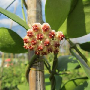 Hoya kerrii (large)