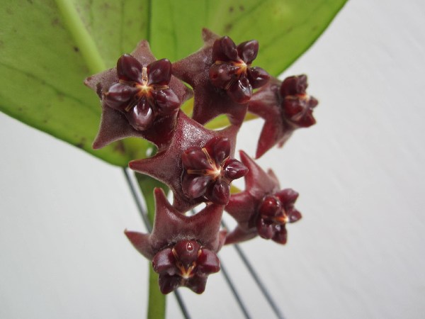 Hoya lobbii (large)