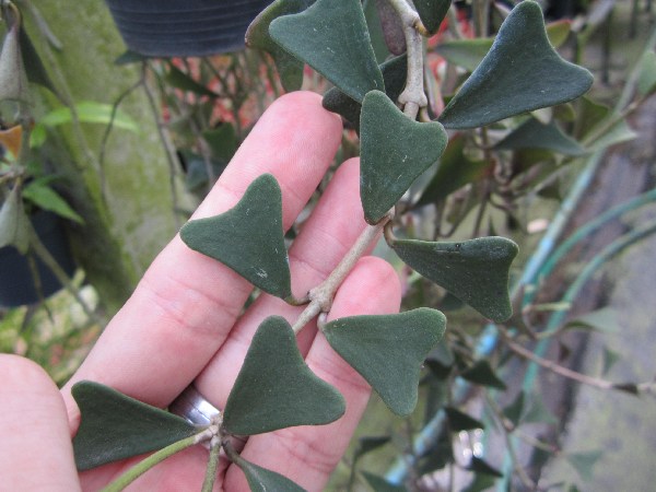Hoya manipurensis (large)