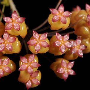 Hoya soligamiana (large)