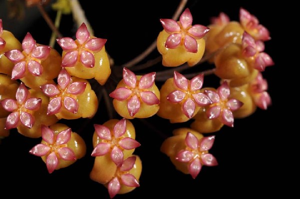 Hoya soligamiana (large)