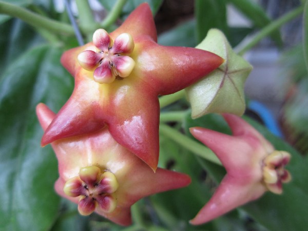 Hoya sussuela (large)