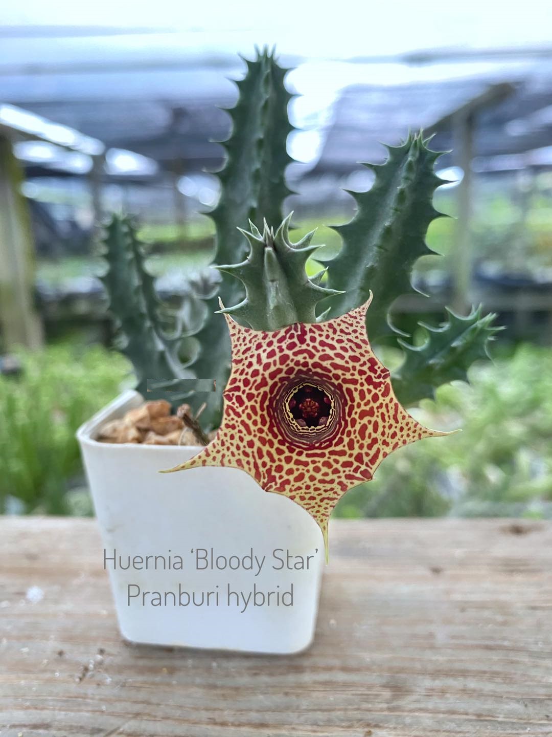 Huernia 'Bloody Star' Pranburi hybrid
