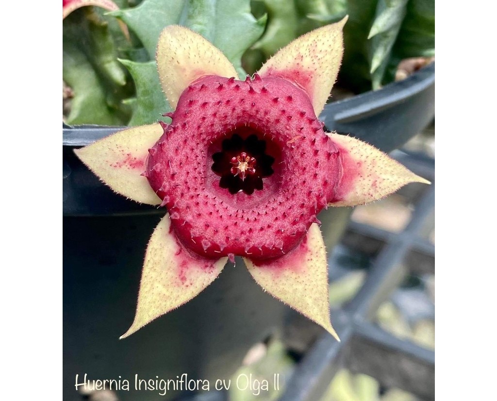 Huernia Insigniflora Olga II