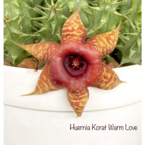 Huernia Korat Warm Love