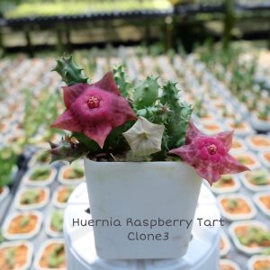 Huernia Raspberry Tart clone 3