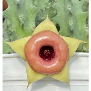 Huernia Red Belly