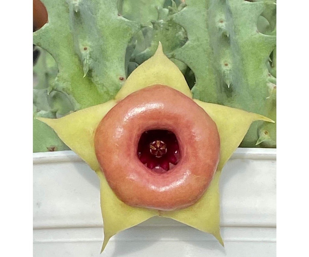 Huernia Red Belly