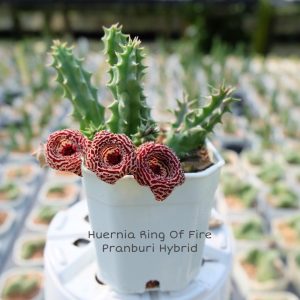 Huernia Ring Of Fire Pranburi hybrid