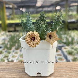 Huernia Sandy Beach