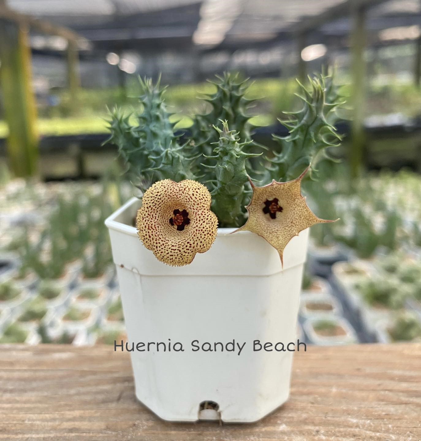 Huernia Sandy Beach