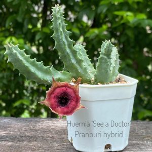 Huernia 'See A Doctor' Pranburi hybrid