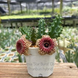 Huernia 'Star Burst' clone 1 Pranburi hybrid