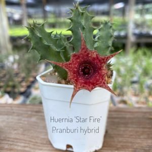 Huernia 'Star Fire' Pranburi hybrid