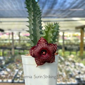 Huernia Surin Striking Star